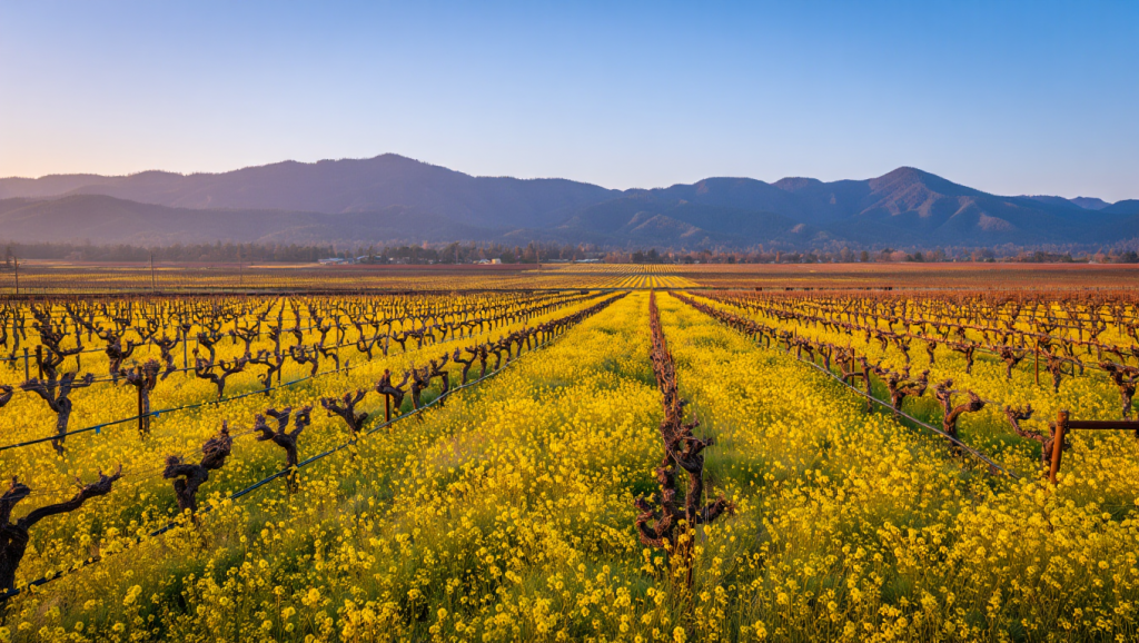 Vineyard view from Alston Park in Napa Valley showing yellow mustard blooming between vine rows with hills in the background.