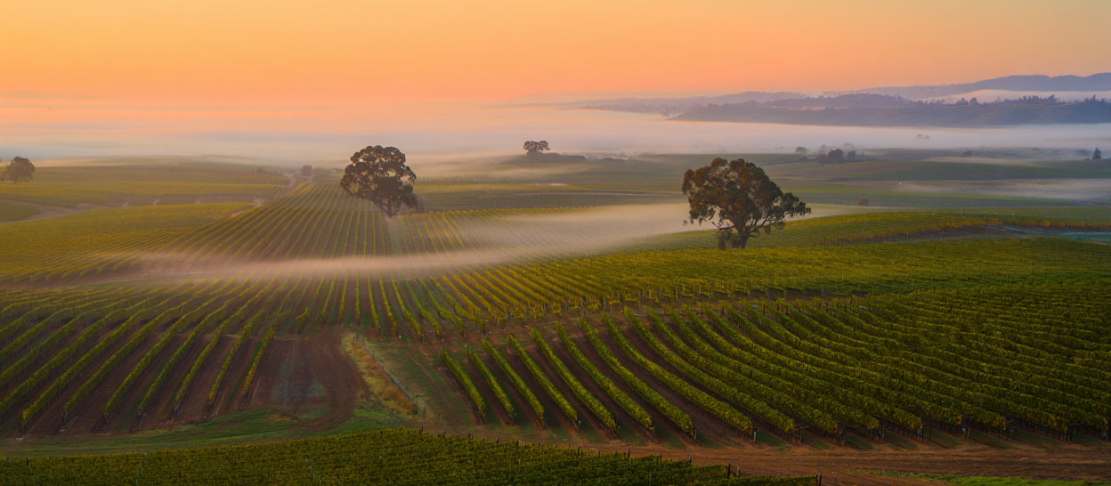 Outdoor sculpture at the di Rosa Center for Contemporary Art in Napa Valley set within open grassland and trees.