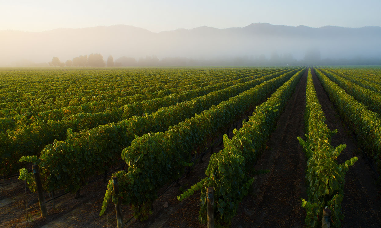 Early morning vineyard on the Rutherford Bench in Napa Valley with fog and the Mayacamas mountains in the background.