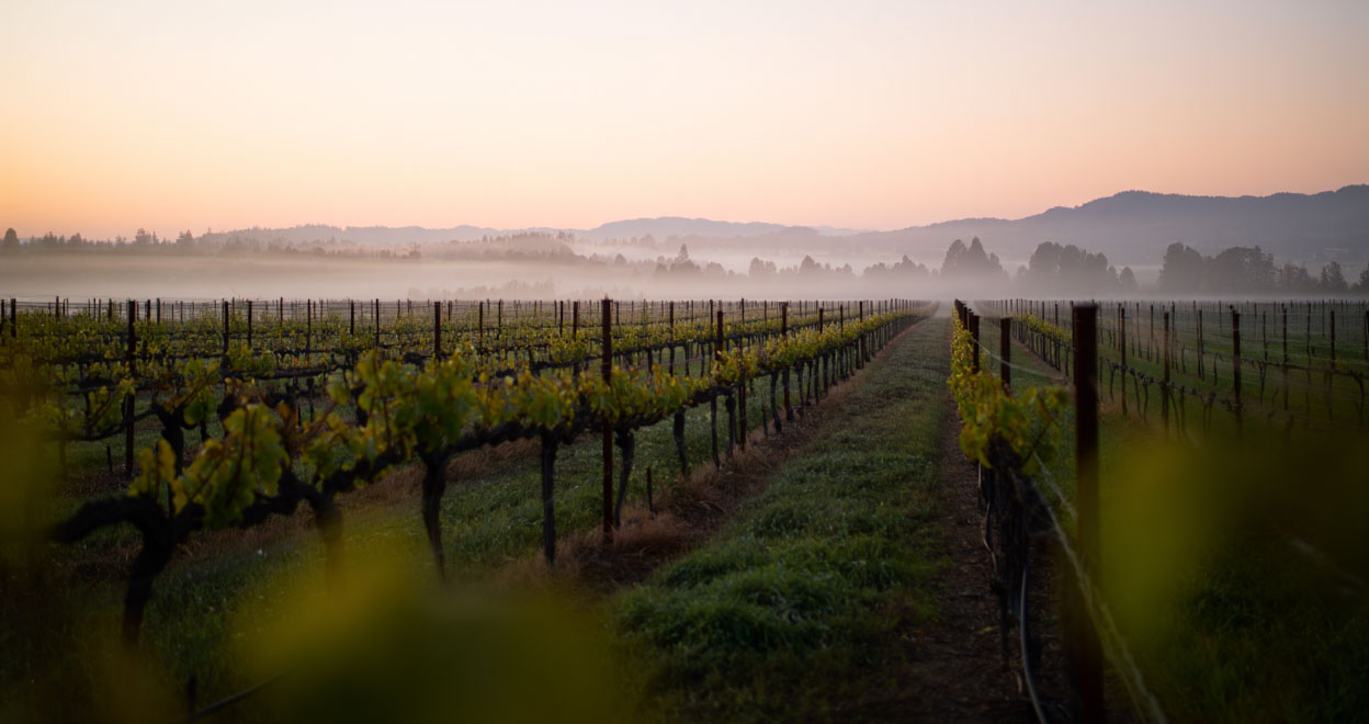 Early morning vineyard in St. Helena with fog lifting toward the Mayacamas mountains.
