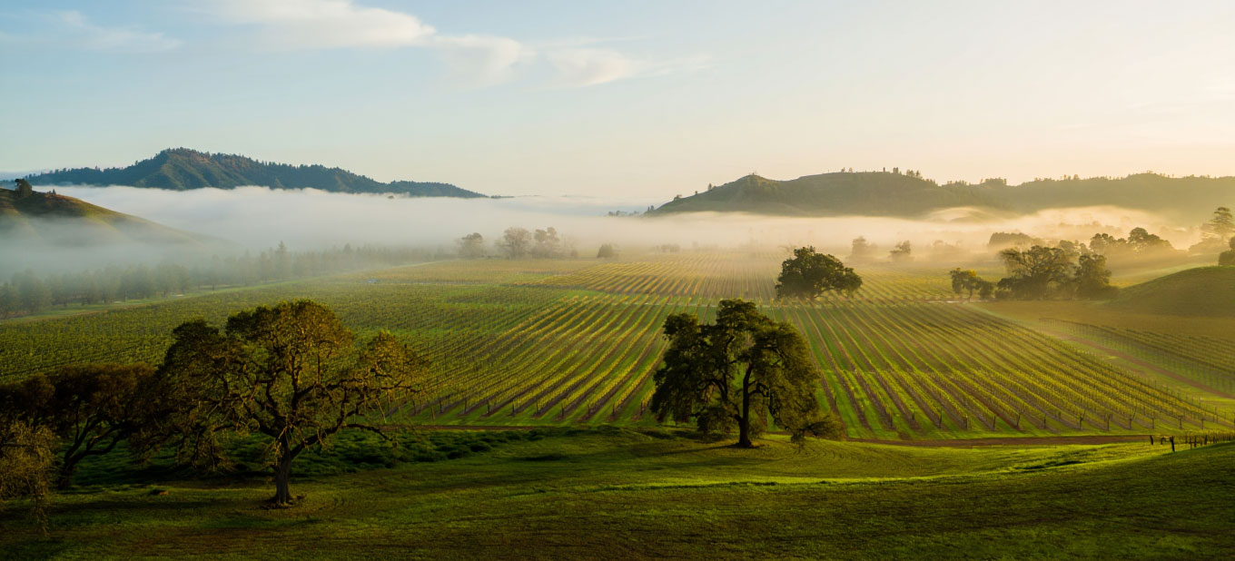 Quiet morning landscape in Napa Valley with soft fog lifting over rolling hills and oak trees.
