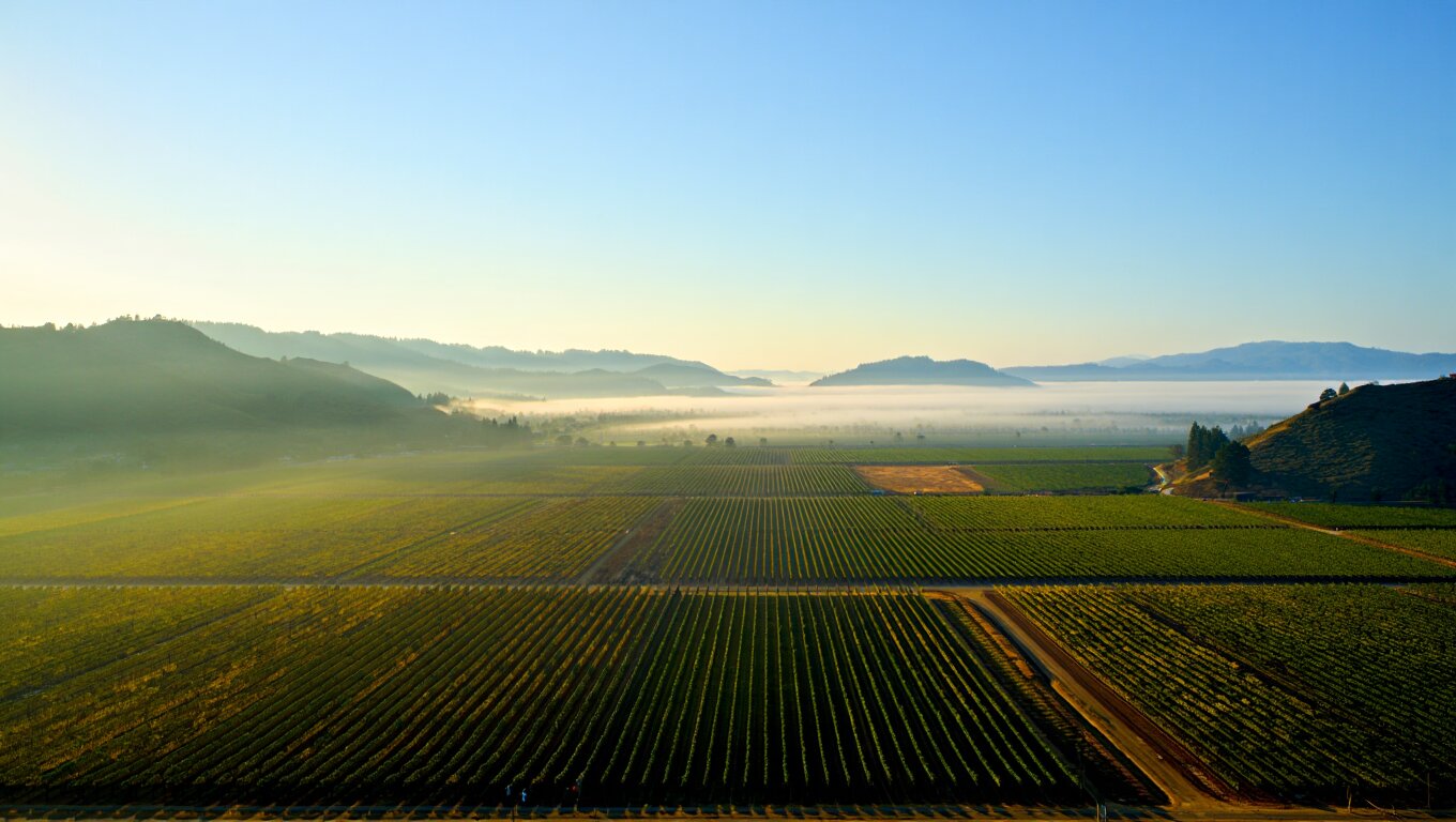 Seasonal view of Napa Valley vineyards with morning fog lifting over rolling hills and sunlight touching the valley floor