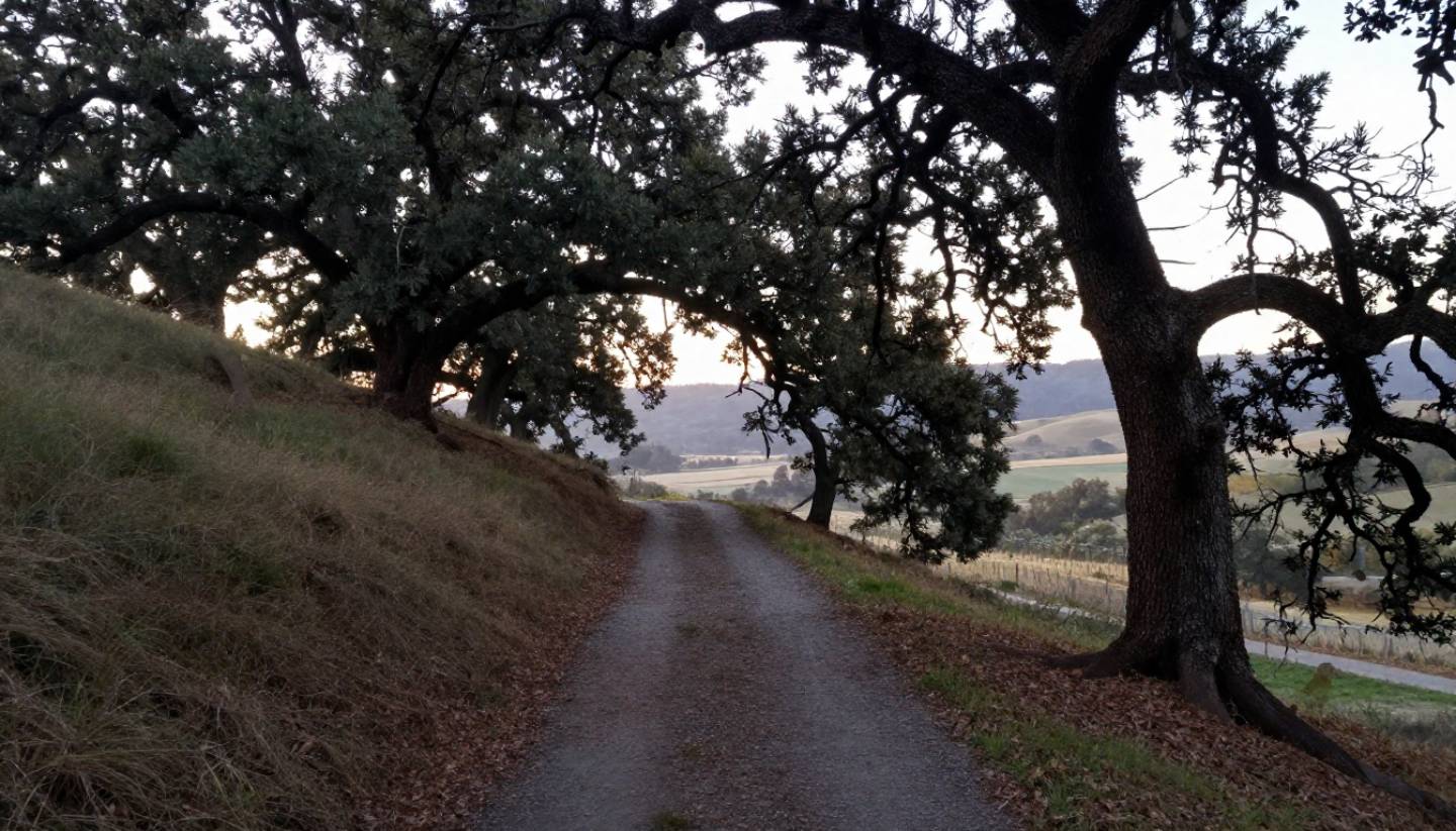 Morning hiking trail in Napa Valley with oak trees and views toward the valley floor, showing a quiet outdoor experience for visitors from Marin County.