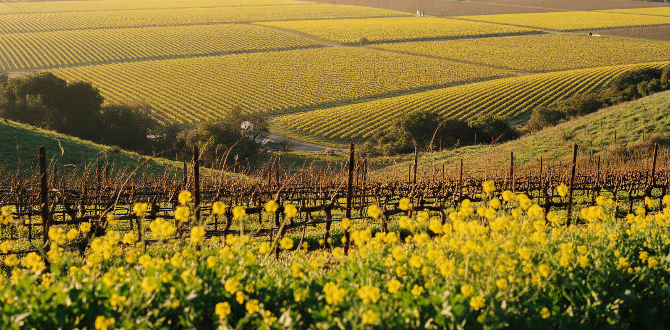 Winter view of Napa Valley vineyards covered in yellow mustard blooms, reflecting the seasonal backdrop often enjoyed during Michelin dining experiences in Napa.