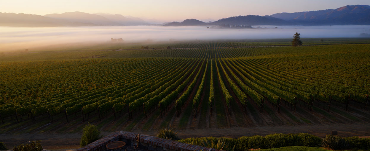 Golden hour vineyard view from a Napa Valley hotel in Rutherford with vine rows across the valley floor and soft evening light.