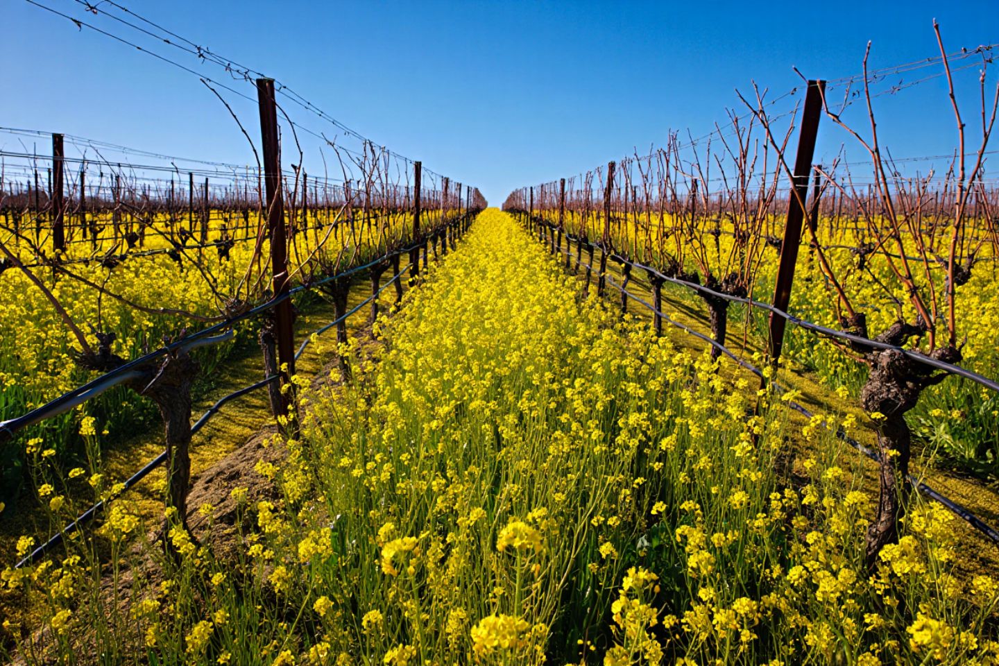 Yellow mustard flowers blooming between dormant vineyard rows in Napa Valley during winter.