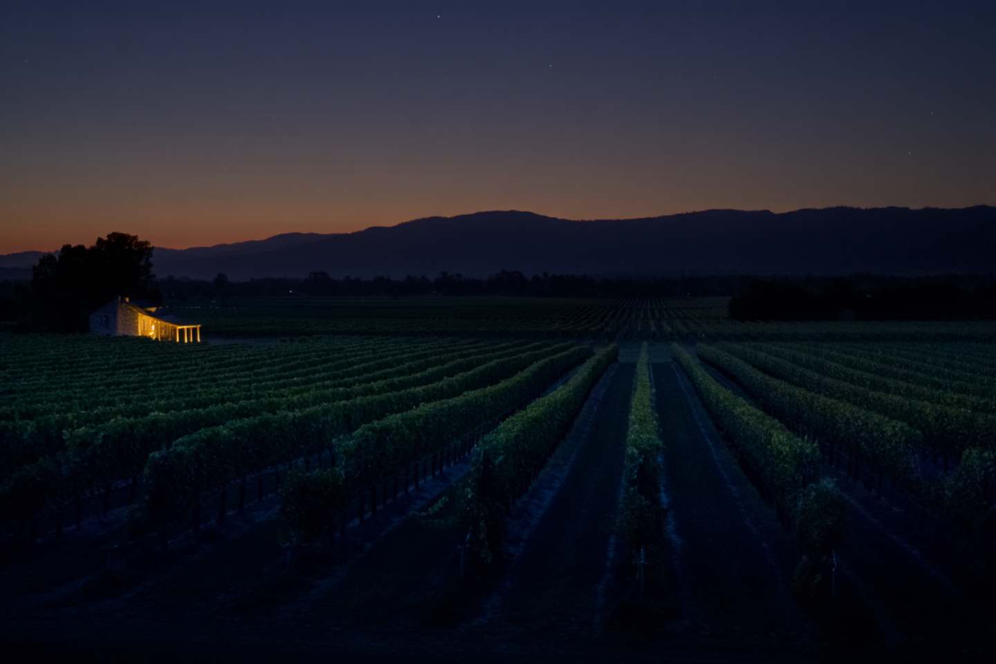 Quiet evening in Napa Valley with vineyard rows at sunset and soft light fading behind the Mayacamas mountains.
