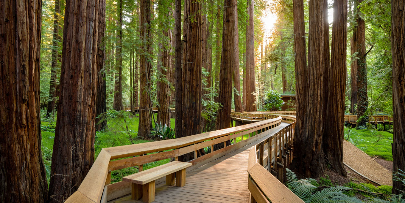 Forest walkway at a spa resort in St. Helena surrounded by redwood trees, illustrating the quiet and restorative atmosphere of Napa Valley wellness retreats.