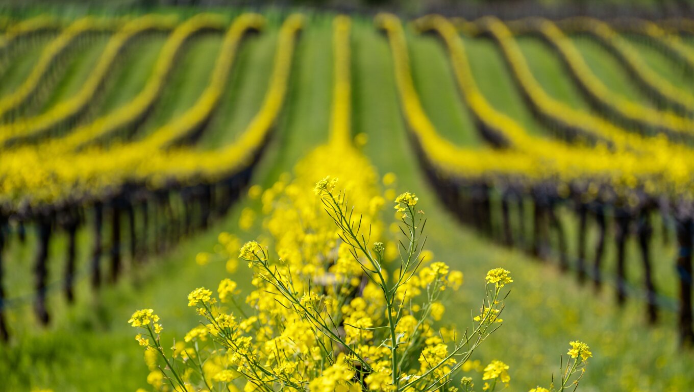 Napa Valley vineyards in spring with green hills and yellow mustard flowers blooming between the vines
