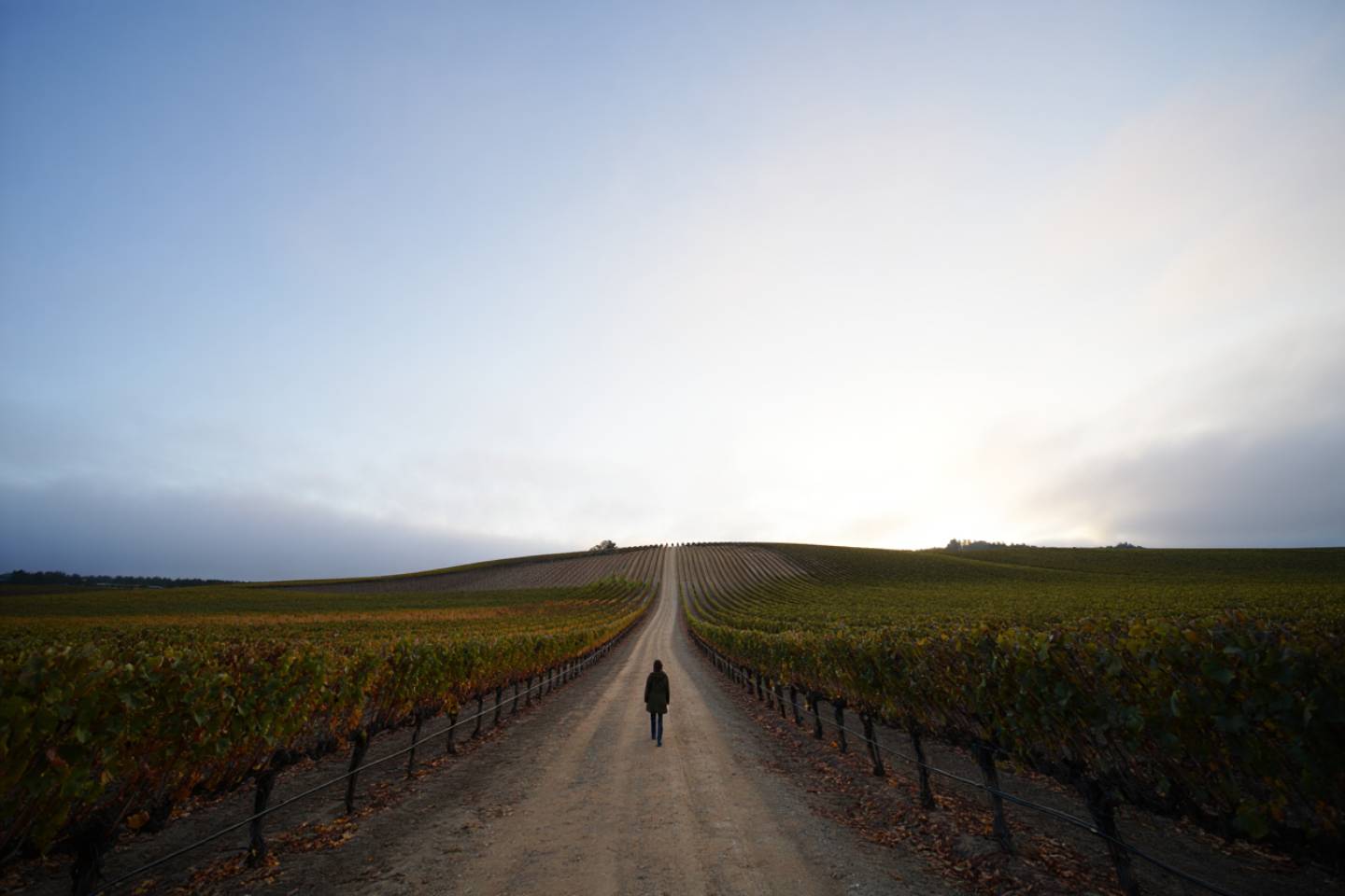 A person walking along a vineyard path in Napa Valley after a wellness session, with open fields, distant hills, and a peaceful, unhurried atmosphere.