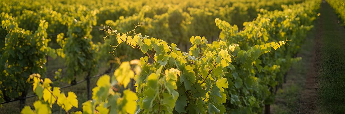  Wine educator pouring Cabernet outdoors in Napa Valley.