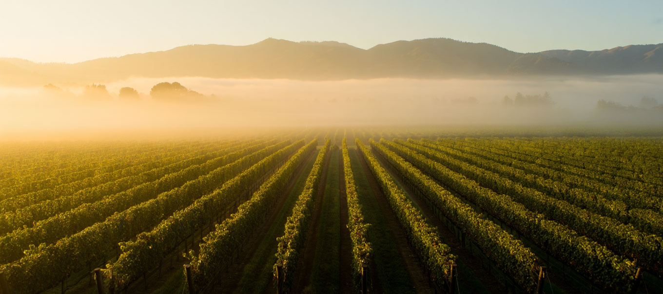 Vineyard-adjacent hotel in Oakville or Rutherford with open valley views and surrounding vines.