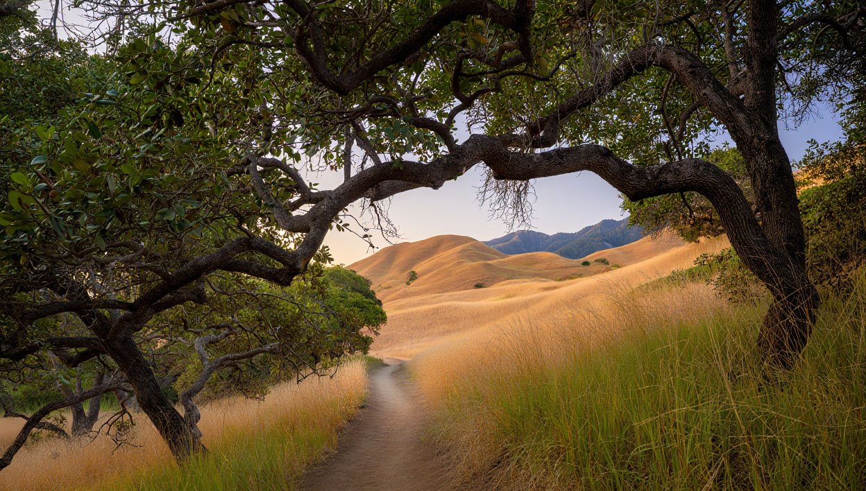 View from Oat Hill Mine Trail above Calistoga showing vineyards, rolling hills, and the northern end of Napa Valley.
