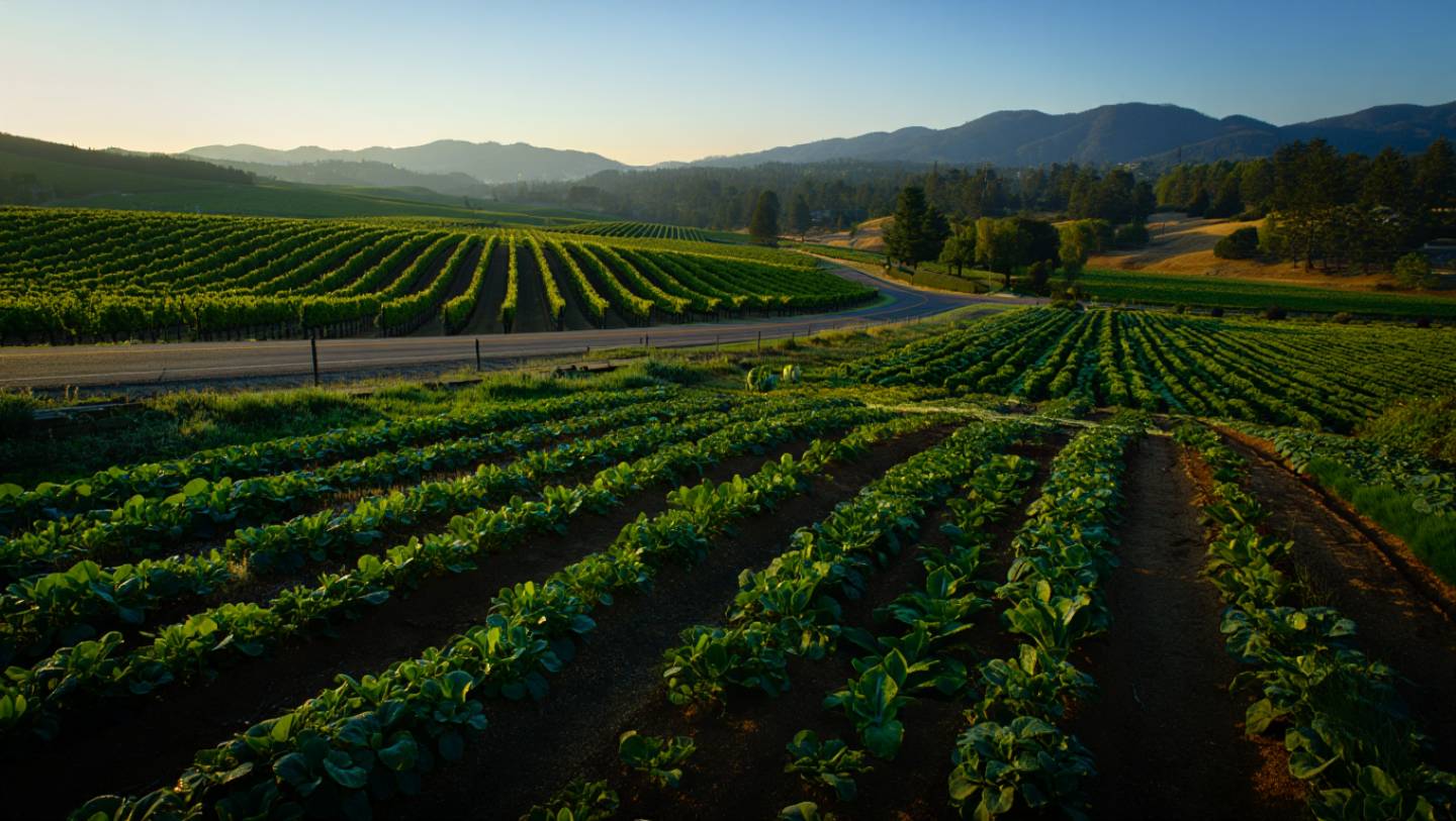 Morning view along Silverado Trail in Napa Valley showing vineyards and agricultural land, emphasizing a calm and plant focused itinerary.