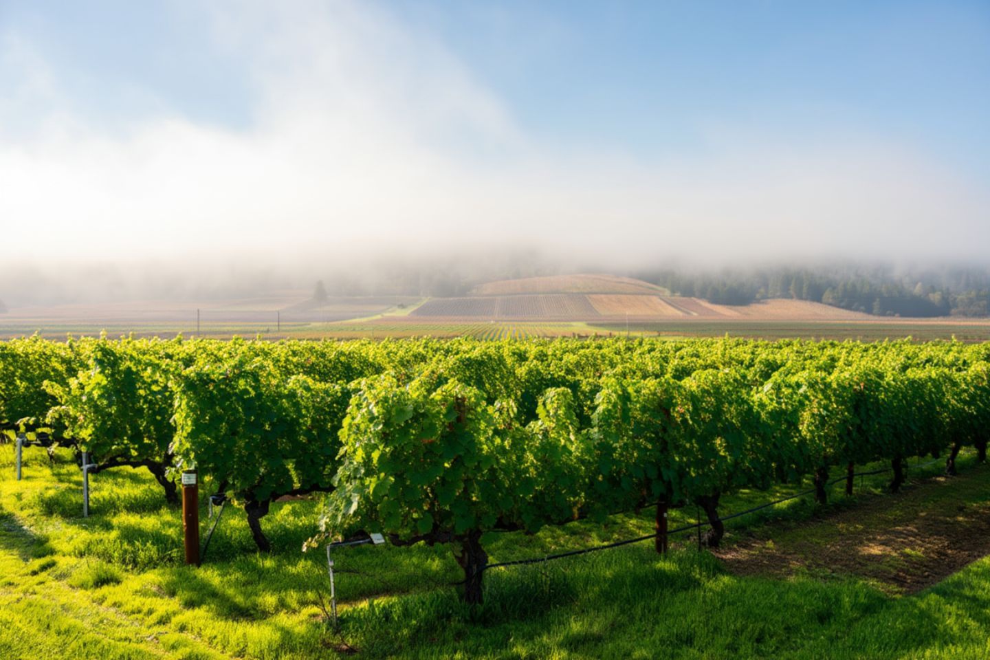 Springtime Napa Valley vineyards with bright green rows and morning fog lifting over the Rutherford benchlands.