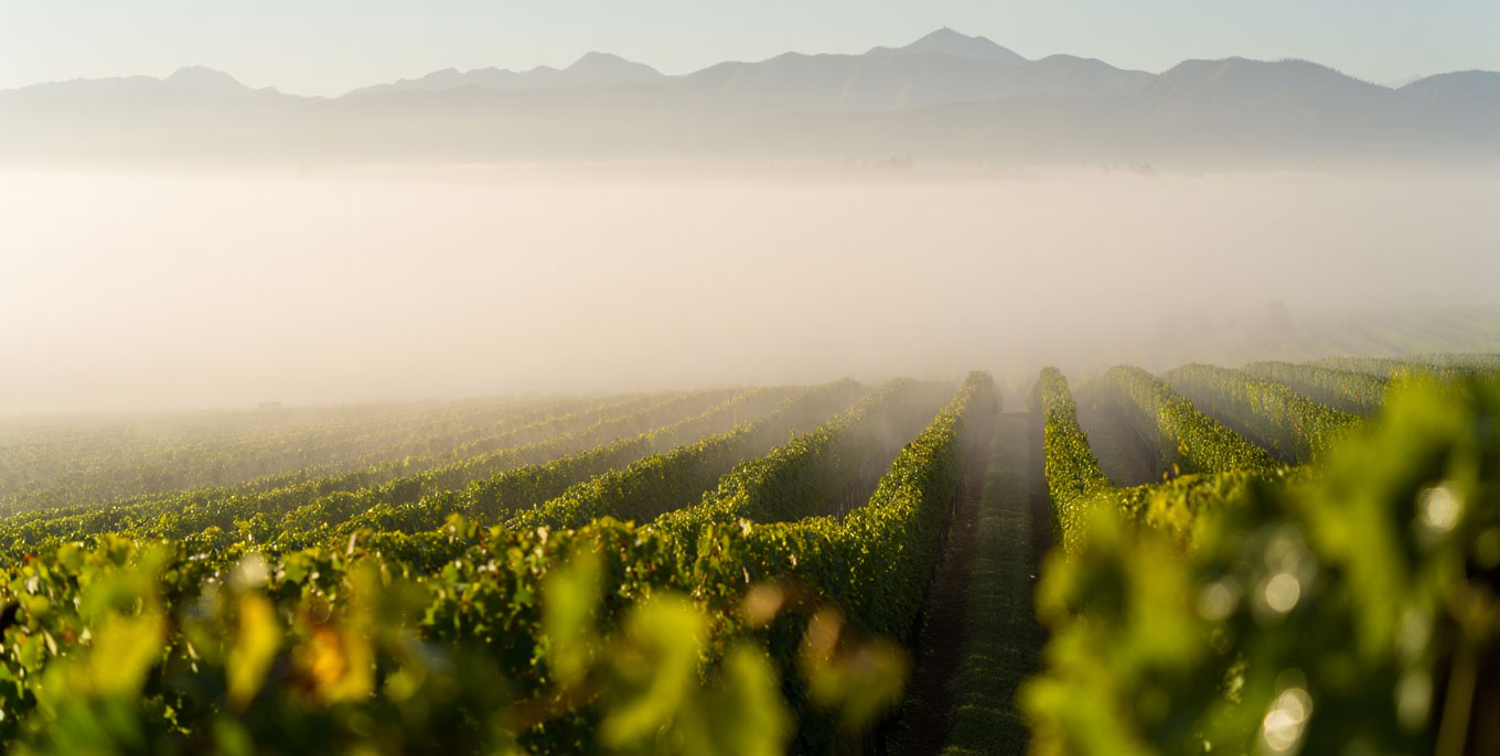 Estate-style hotel in St. Helena surrounded by vineyards and forested hills.