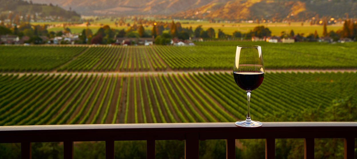 Late afternoon vineyard view from a hotel terrace in St. Helena with vines in the foreground and mountains in the distance.