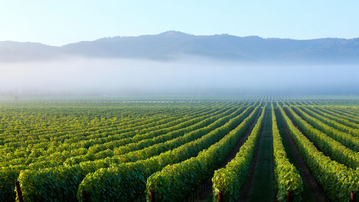 Early summer morning in Napa Valley with vineyard rows and fog lifting over the Rutherford benchlands.