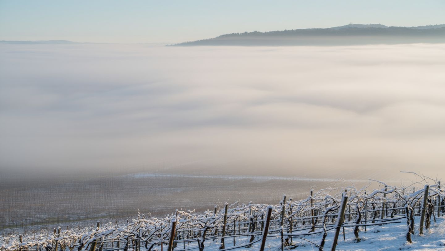 Winter morning in Napa Valley with tule fog covering dormant vineyard rows and soft, muted light across the valley floor.