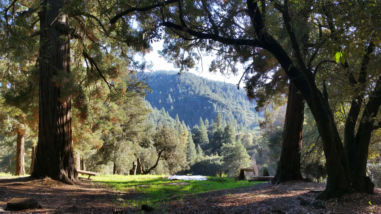 Picnic area at Bothe Napa Valley State Park surrounded by oak and redwood trees, showing a shaded, cooler picnic spot popular with locals during warm Napa Valley days.
