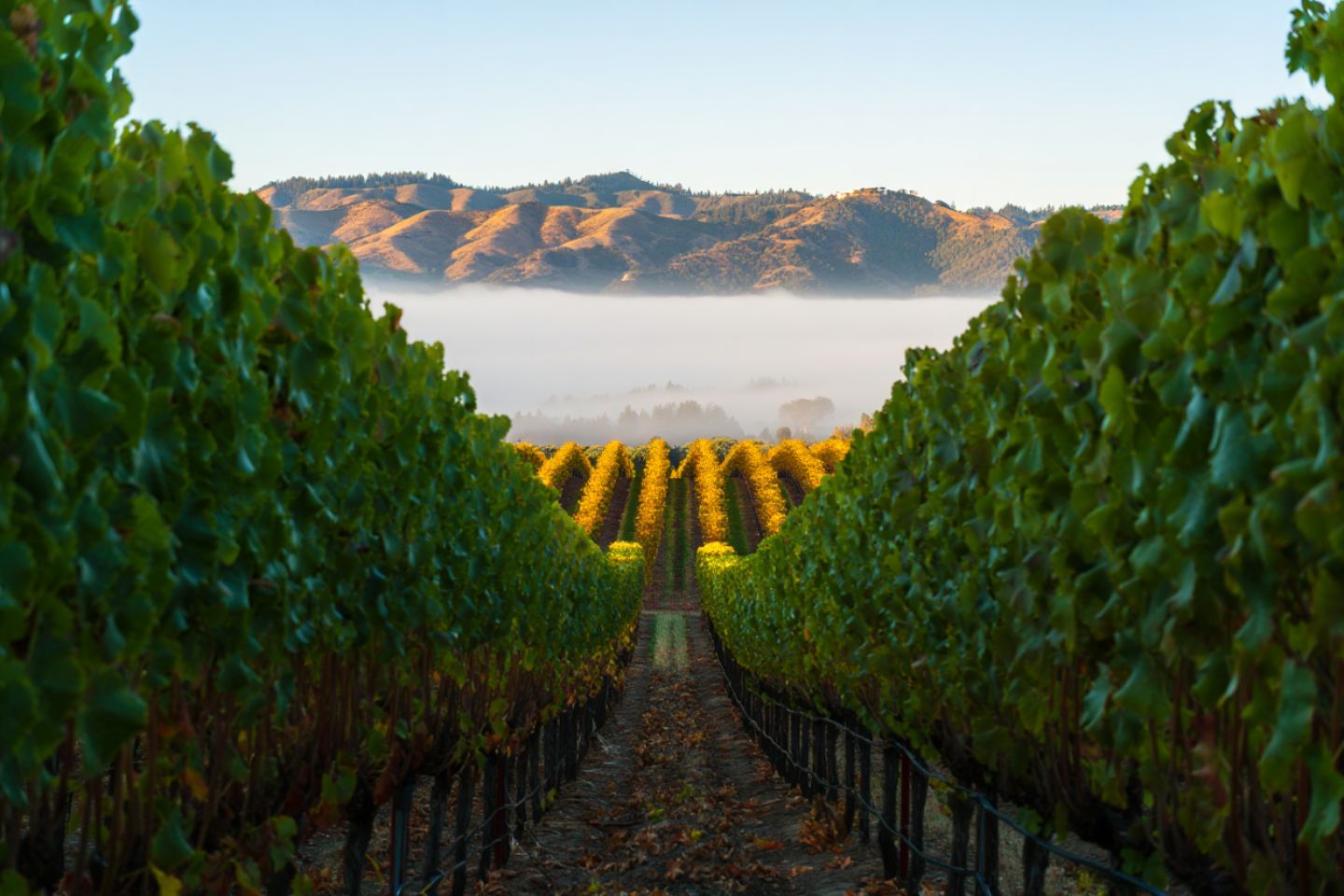 Morning fog line over vineyard rows in Rutherford Napa Valley with sunlit Mayacamas Mountains and shaded valley floor showing microclimate contrast.