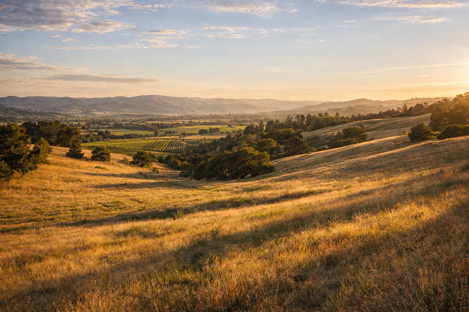 Rolling hills at Alston Park in Napa Valley during late afternoon, a popular public space for sunset picnics with vineyard views.