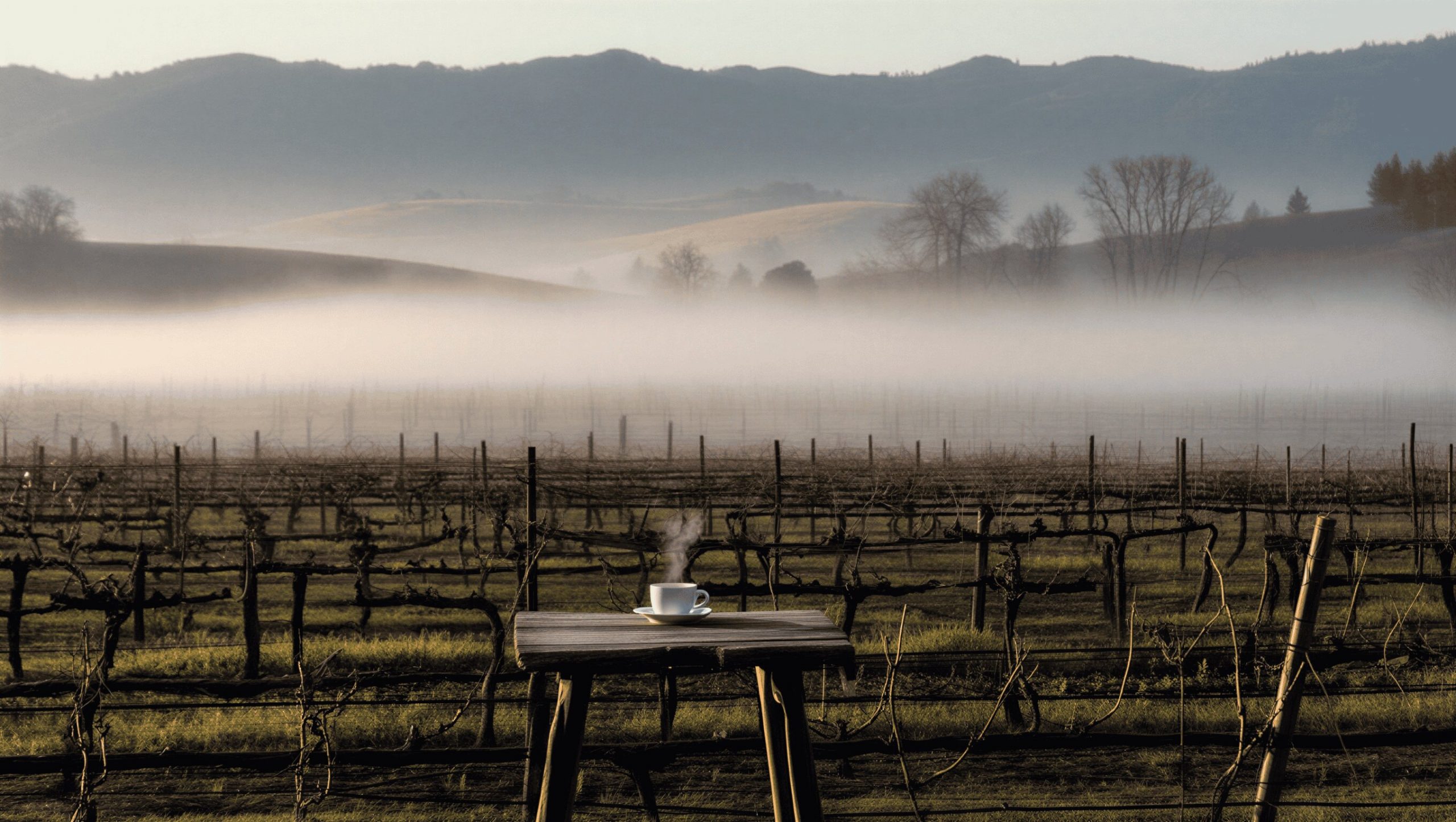 “Quiet Napa Valley vineyard in the early morning with fog settling between vine rows, showing a calm agricultural landscape ideal for rest and burnout recovery travel.”
