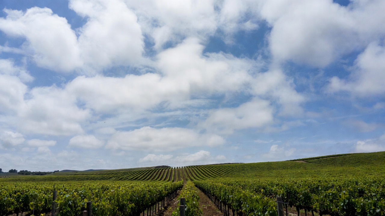 Open vineyard landscape in the Carneros region of Napa Valley with low vines and expansive sky, conveying stillness, space, and emotional grounding.