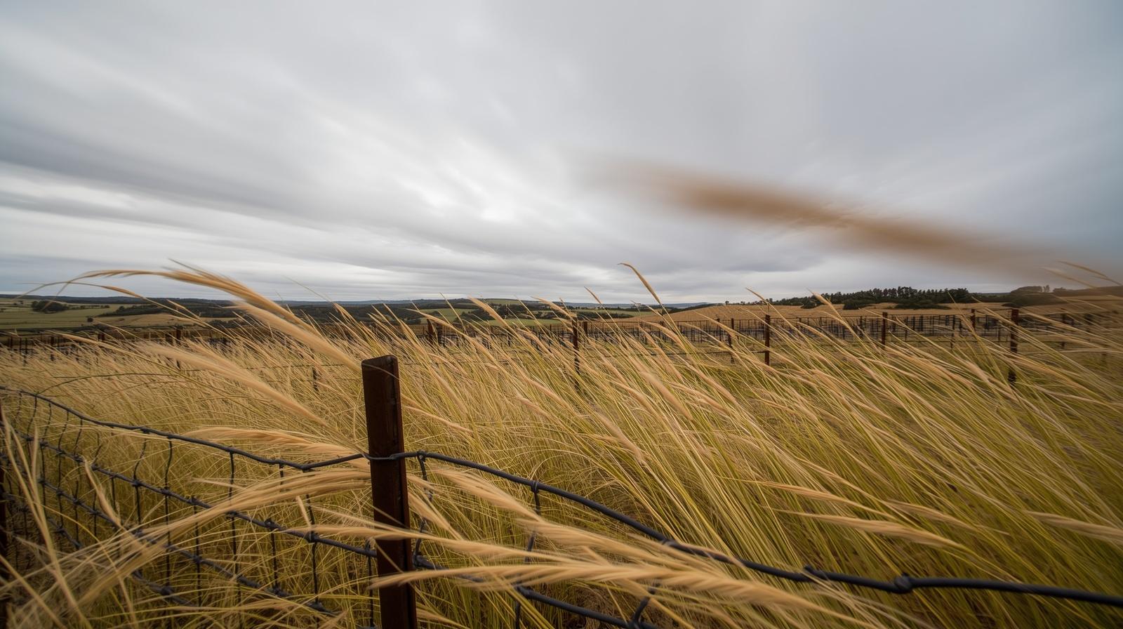 Wind moving through grass and vineyard trellis wires in the Carneros region of Napa Valley, highlighting natural acoustics and open landscape soundscape experiences.