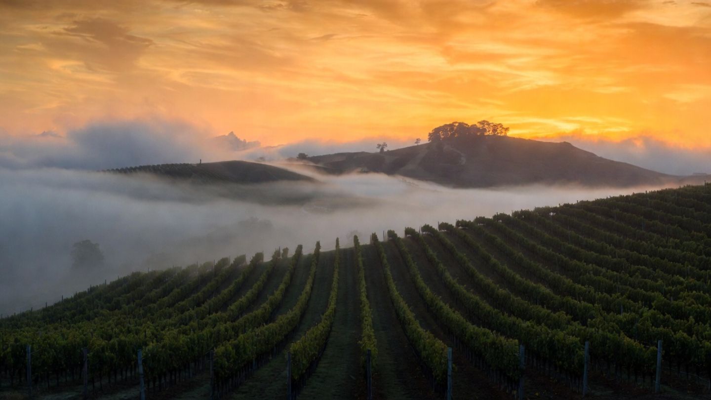 Sunrise over Napa Valley vineyards near Mt St Helena with fog lifting and soft light illuminating the rows, creating a calm and meditative atmosphere.