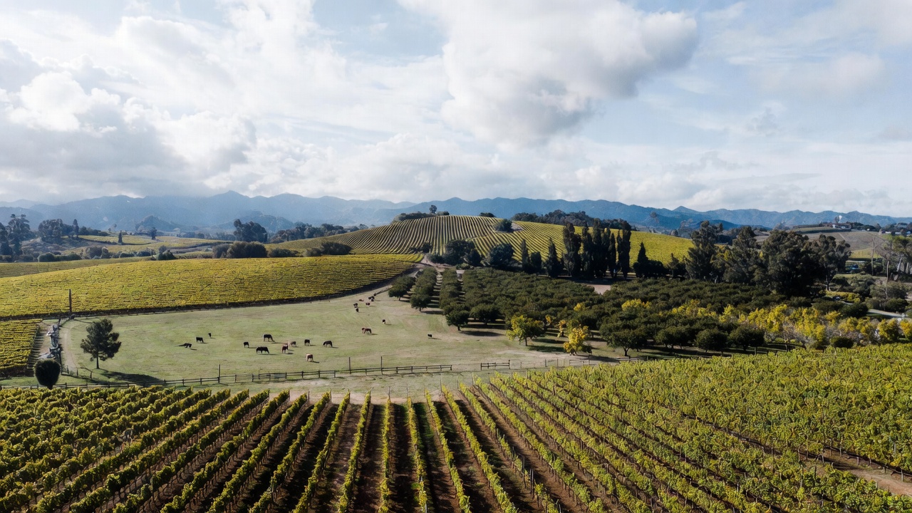 Napa Valley estate featuring vineyards, livestock pasture, and orchard trees together, demonstrating closed loop farming and sustainable food systems.