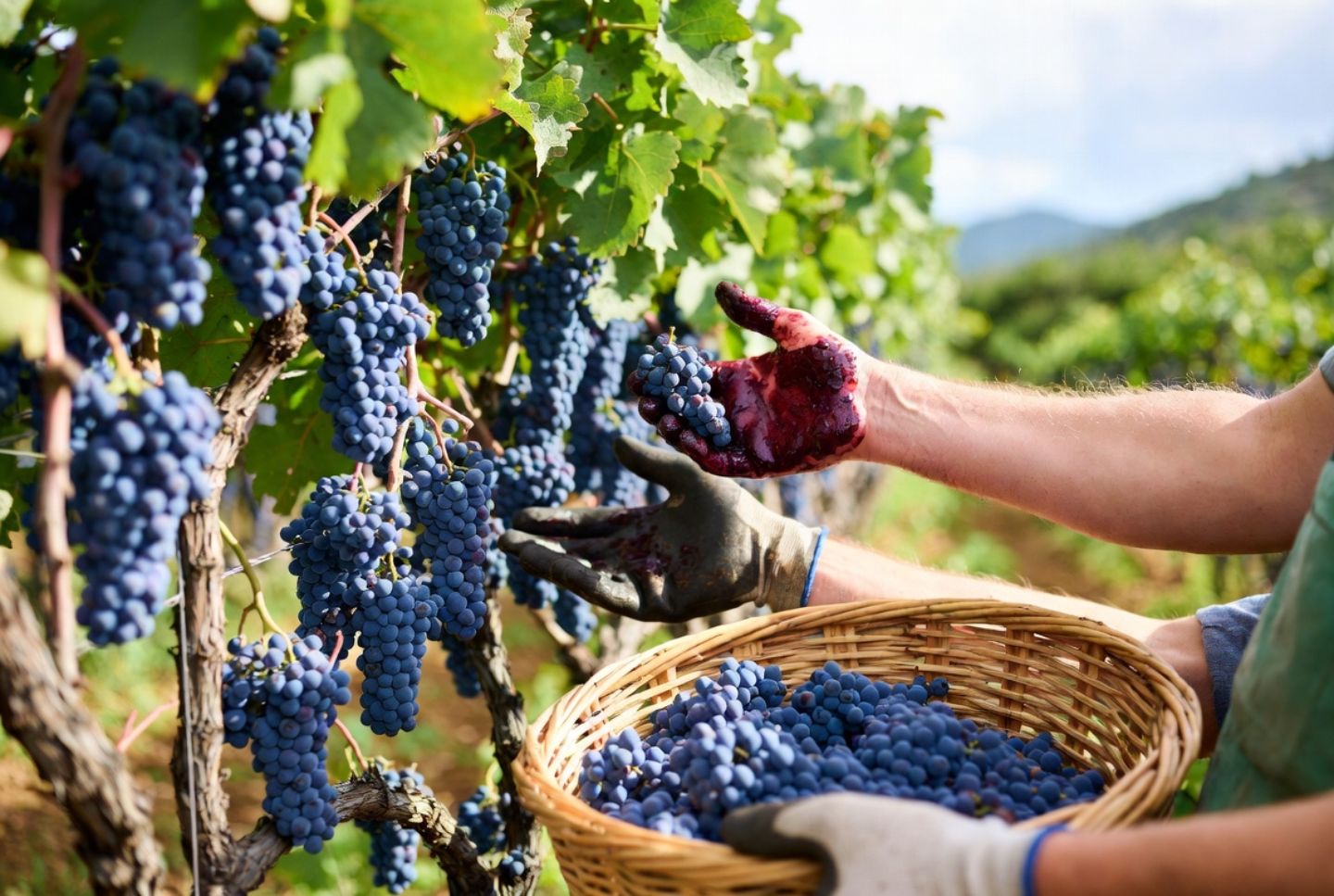 Close view of hands harvesting wine grapes in a Napa Valley vineyard during harvest season, highlighting the behind the scenes vineyard work that defines wine country in late summer and fall.