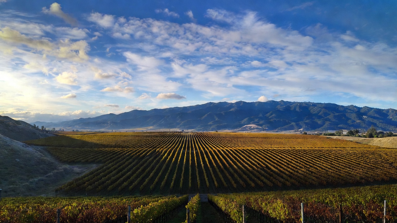  Evening light over Napa Valley vineyards facing the Mayacamas range, showing wide horizons, open space, and a sense of stillness.
