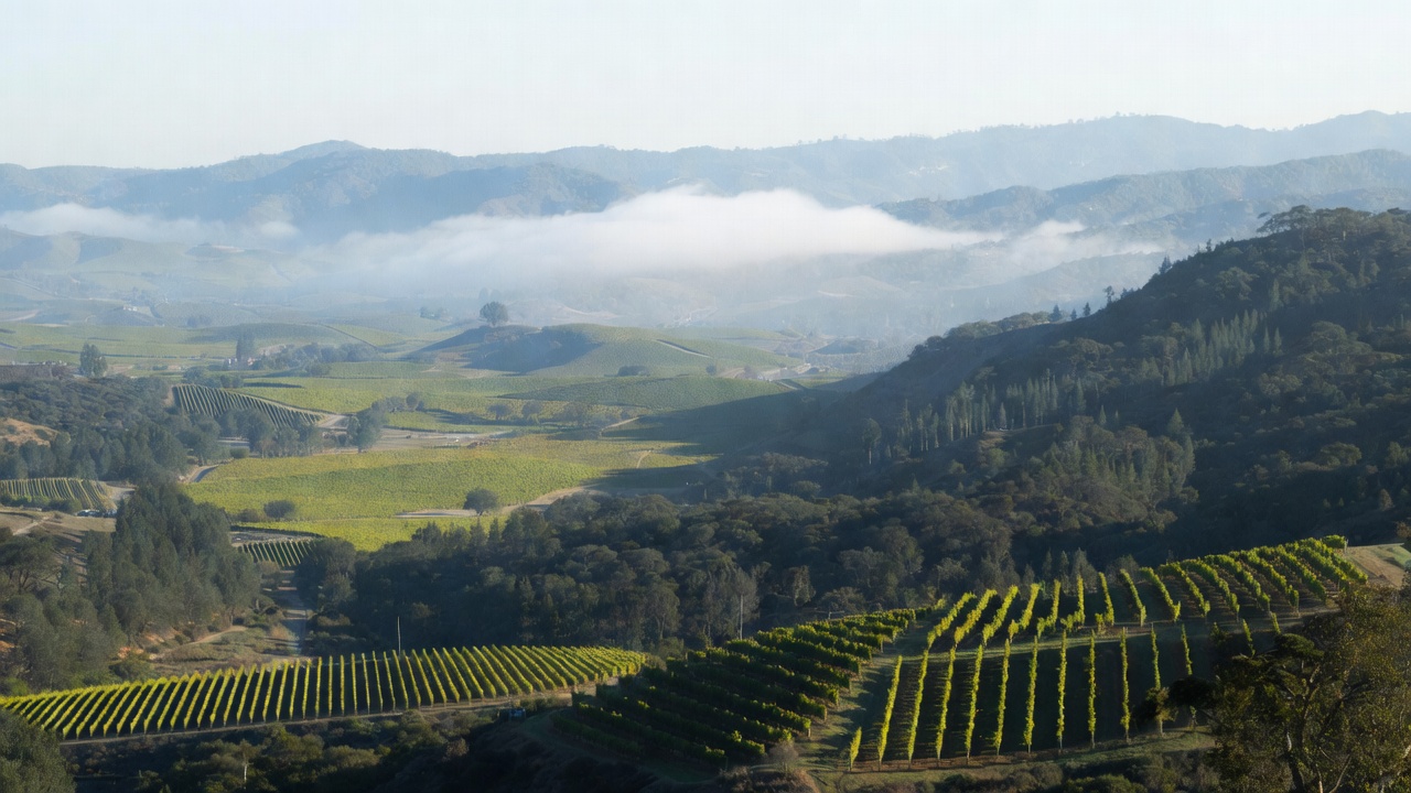 Elevated morning view of Napa Valley showing vineyard rows on the valley floor, preserved oak woodlands on surrounding hillsides, and fog lifting between the Mayacamas and Vaca mountain ranges, illustrating land use and climate variation.