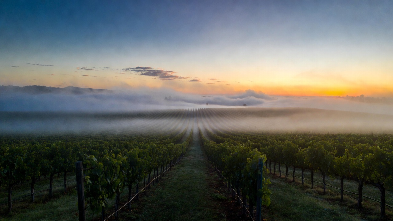 Early morning light over Napa Valley vineyards in Rutherford with fog lifting, symbolizing renewal, resilience, and a fresh start in wine country.