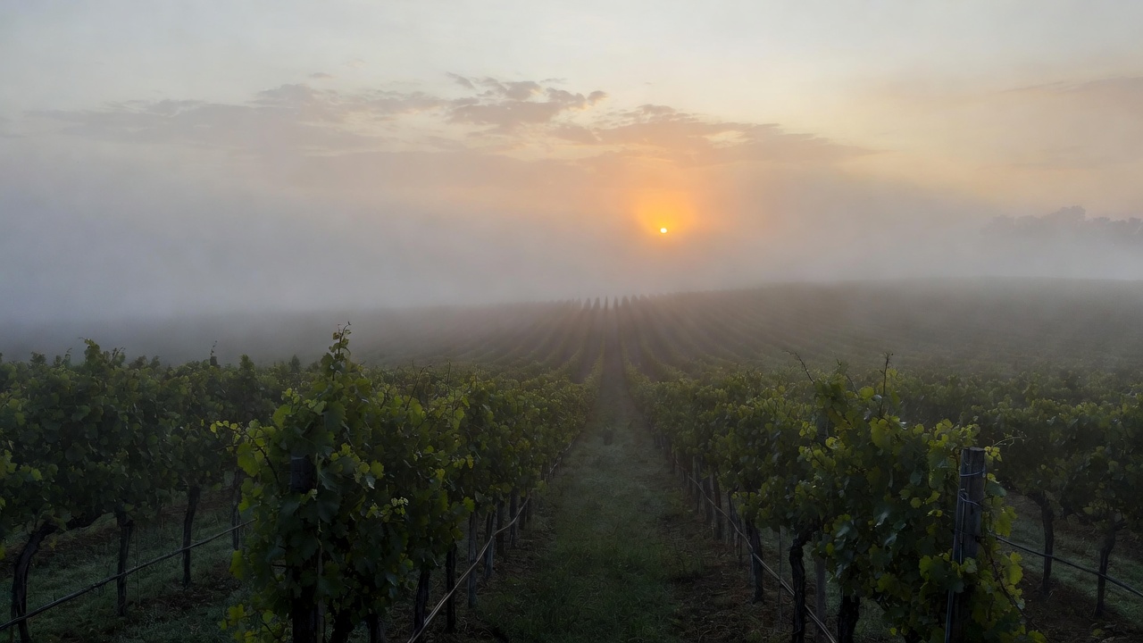 Early morning light over Napa Valley vineyards in Rutherford with fog lifting, symbolizing renewal, resilience, and a fresh start in wine country.