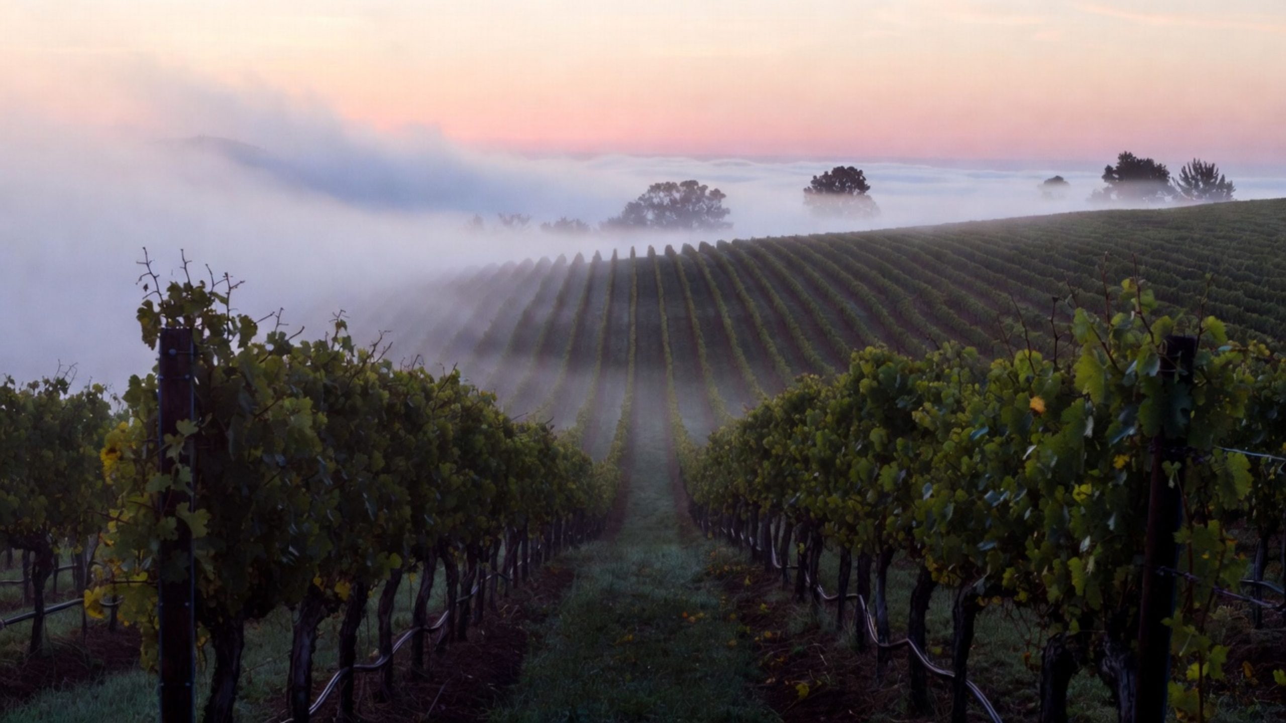 Early morning fog rolling through cool climate vineyards in Napa Valley near Carneros, showing the fog line and softer light that shapes fresh, balanced wines favored by Marin County visitors.