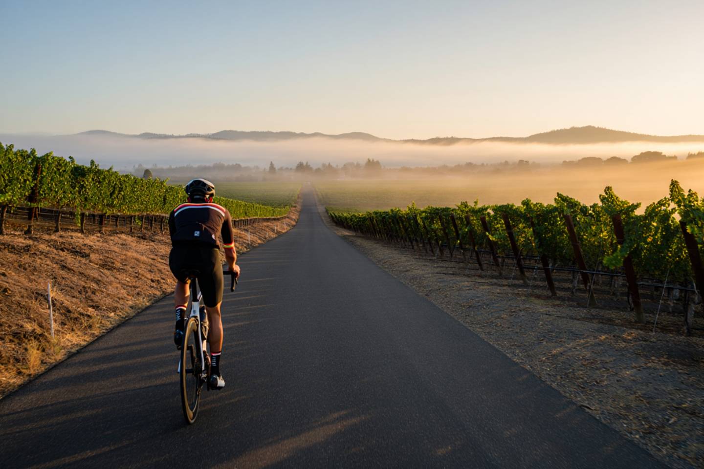 Road cyclist riding along Silverado Trail in Napa Valley at sunrise with vineyard rows and morning fog over the Rutherford benchlands near Oakville.