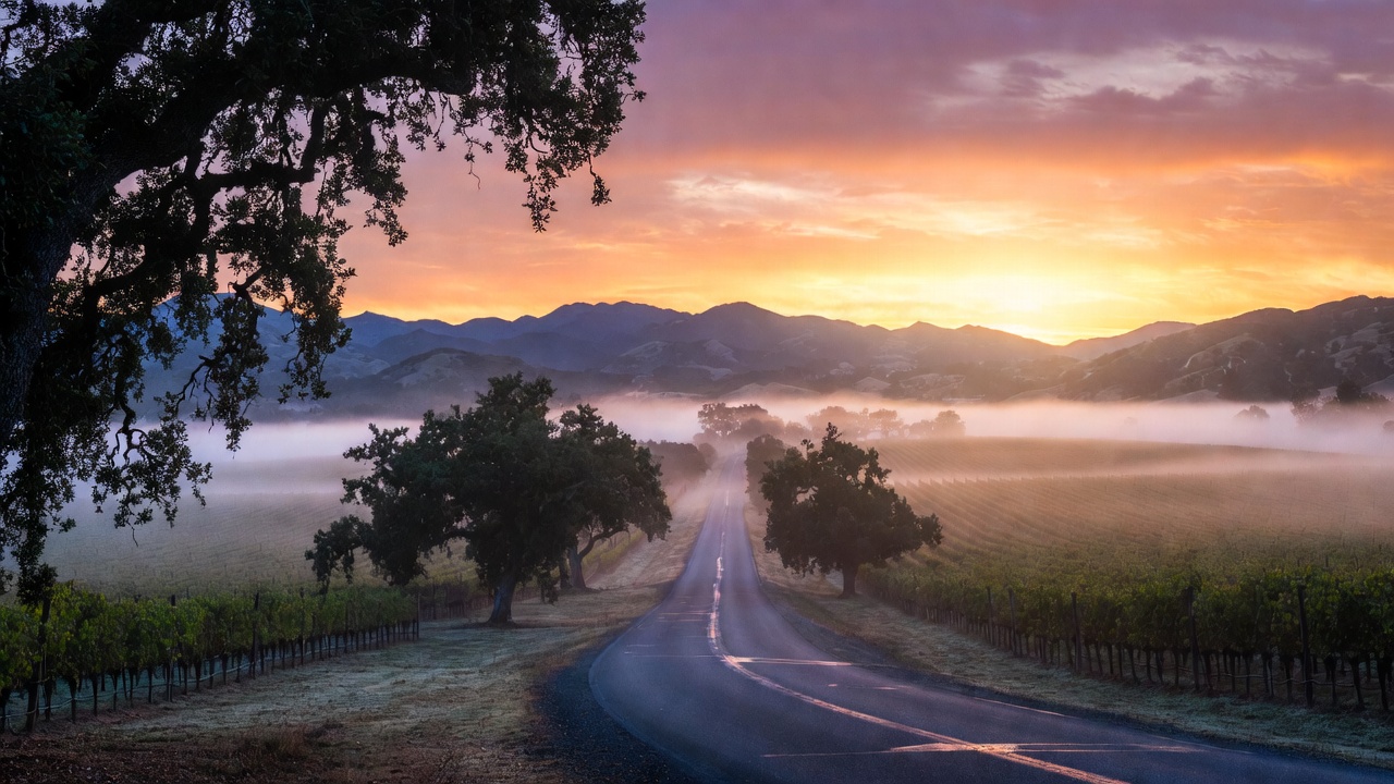 An empty, scenic winding road on the Silverado Trail in Napa Valley at sunrise, featuring morning fog over vineyards and oak trees with the mountain range in the background.