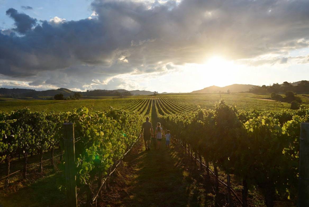Family walking together through vineyard rows in Napa Valley during late afternoon light, beginning a new annual family tradition.