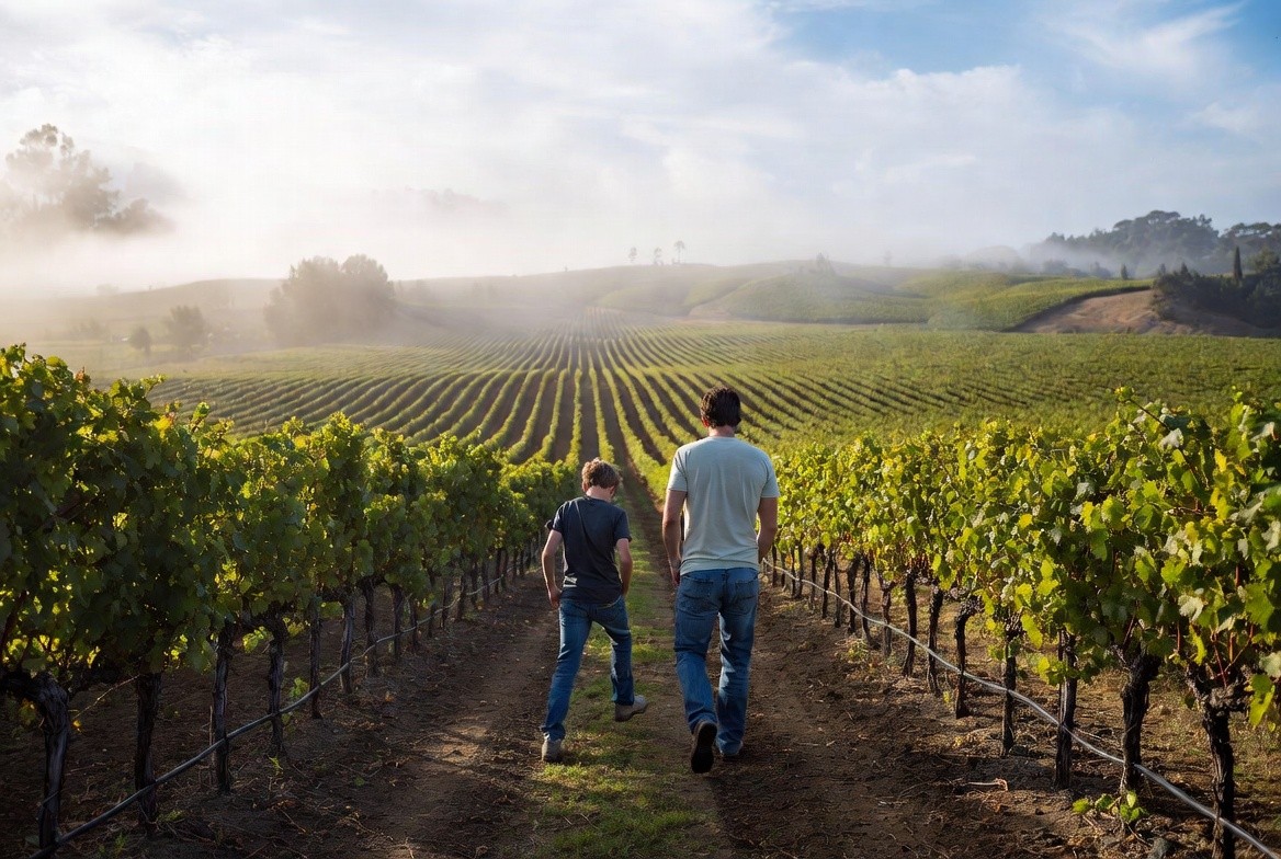 Father and adult son walking together through Napa Valley vineyard rows in the morning fog, reconnecting through shared activity rather than conversation.