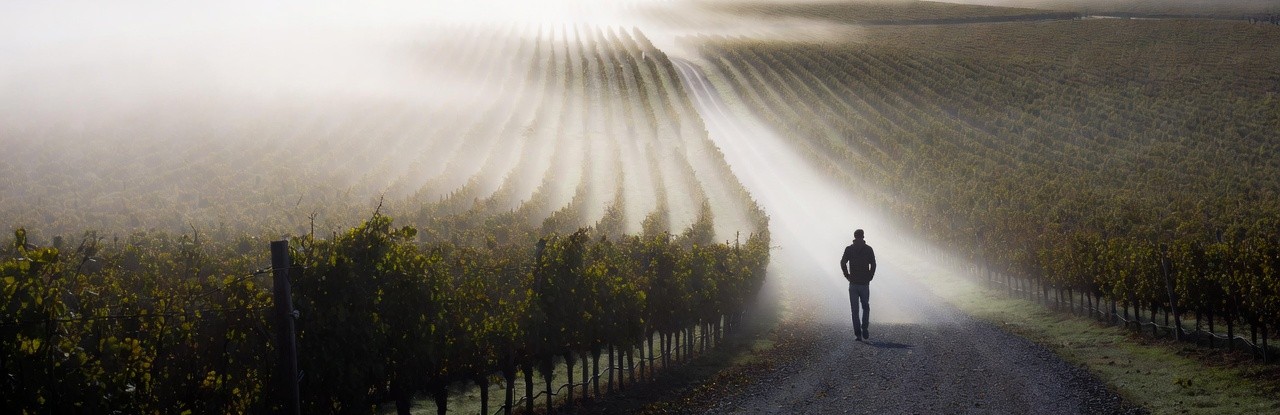 Early morning in Napa Valley with fog lifting over Rutherford vineyards as a person walks a quiet gravel road, capturing the calm, reflective setting ideal for founder retreats and strategic thinking.