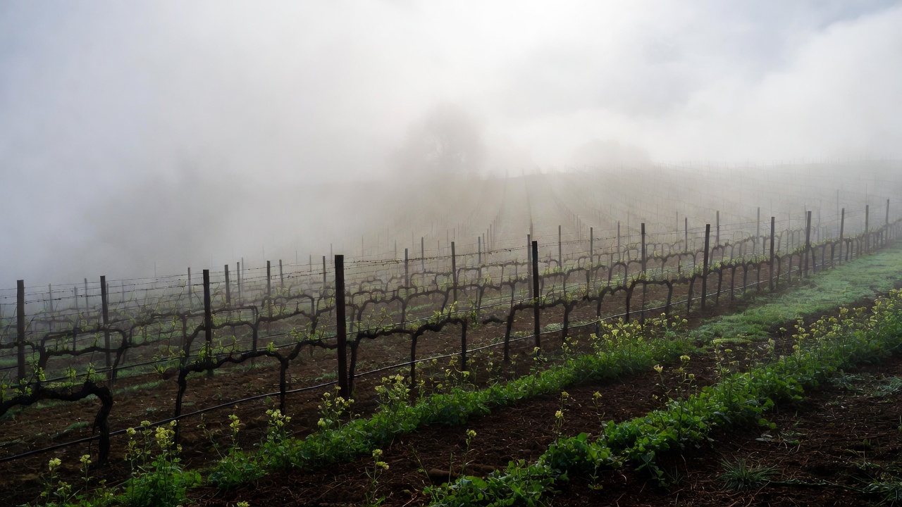 Early morning view of Napa Valley vineyards in Rutherford with green cover crops and light fog, showing seasonal planting and soil health in wine country.