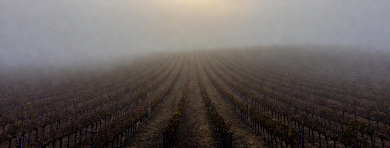 Early morning fog drifting across the Rutherford benchlands in Napa Valley, with vineyard rows fading into soft light, creating a calm and reflective landscape.