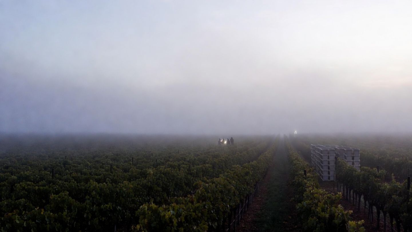 Early morning during harvest in Napa Valley showing vineyard rows covered in low fog with a harvest crew beginning grape picking, a seasonal experience often sought by visitors from the San Jose and South Bay area.