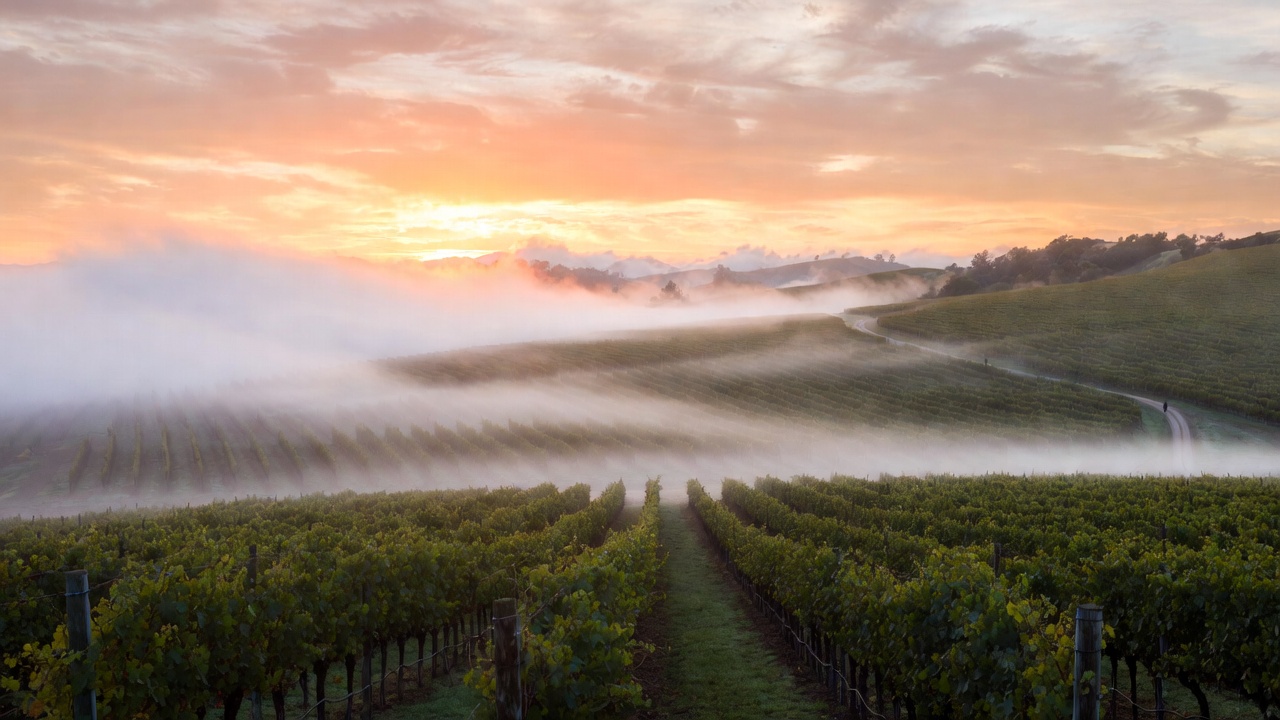 Early morning in Napa Valley with fog lingering over Rutherford vineyards and a quiet vineyard road, illustrating a calm and restorative setting ideal for healthcare worker retreats and healing travel.