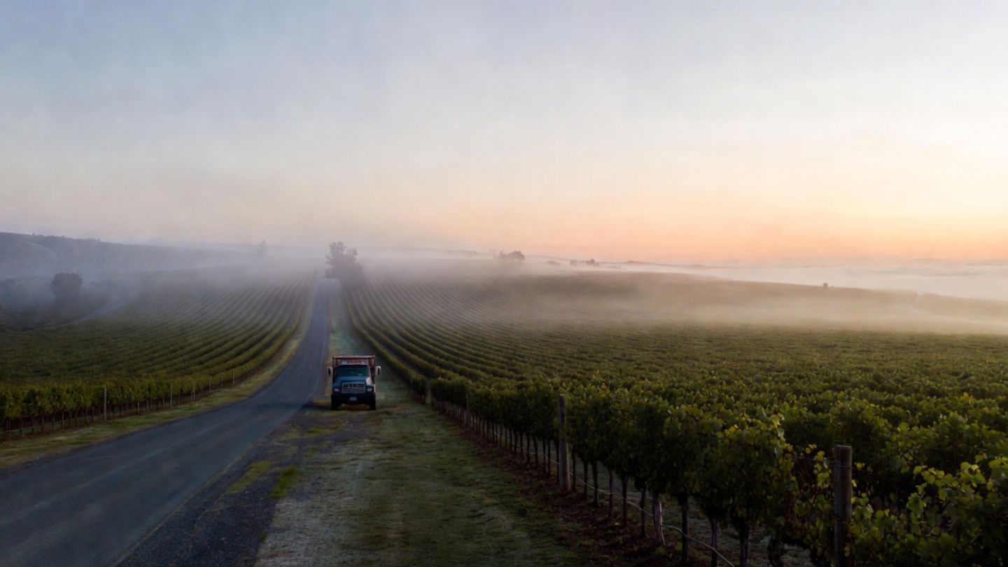 Early morning vineyard scene in Napa Valley near Oak Knoll with light fog lifting and farm trucks along a quiet rural road.