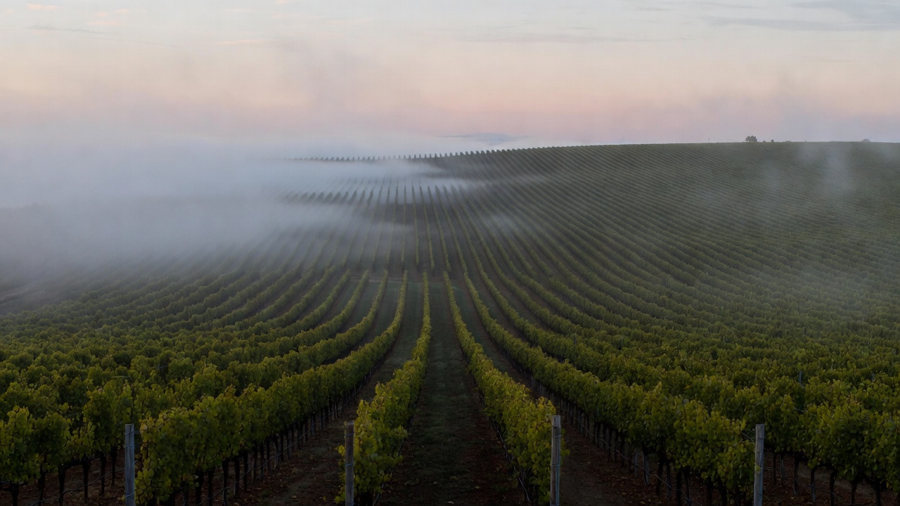 Early morning vineyard rows on the Rutherford benchlands in Napa Valley with fog lifting, representing reflection and calm during a midlife travel experience.