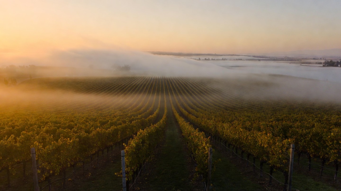 Morning fog lifting over vineyard rows in Napa Valley, a peaceful scene often experienced by breakfast travelers walking the valley before tastings begin.