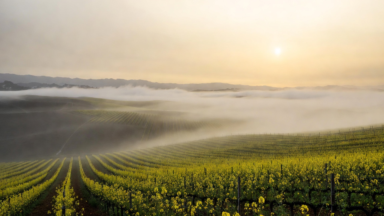 A wide-angle view of a Napa Valley vineyard in winter with bright yellow mustard flowers blooming between rows of dormant grapevines, under a soft morning fog with the Vaca mountains in the background during sunrise.